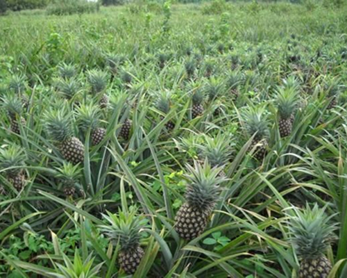 Début du projet et premières récoltes